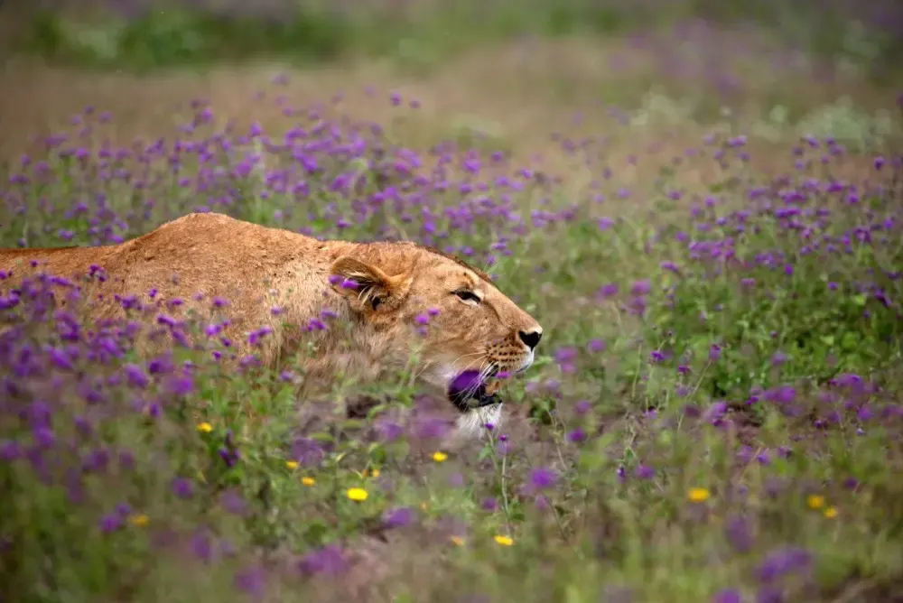 Photographic Safaris