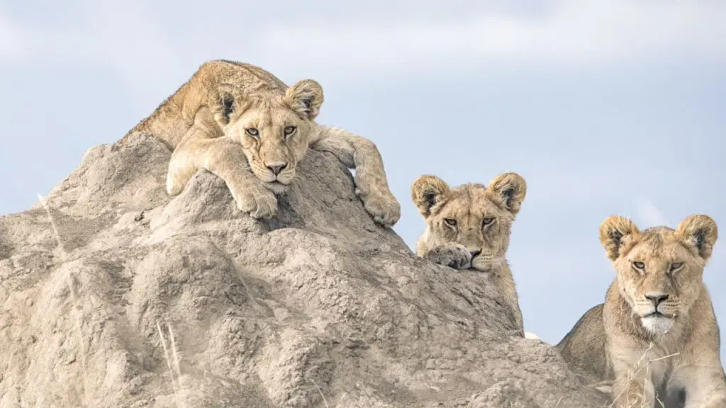 Your First Tanzania Safari