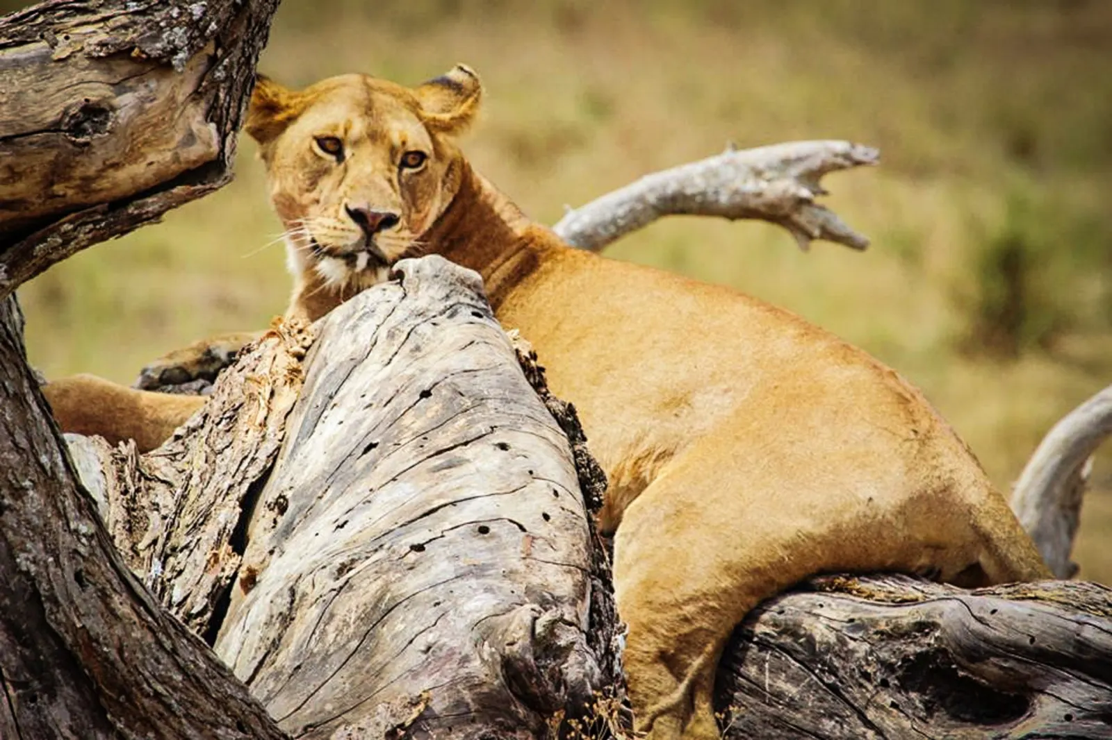 12 Days Tanzania Premium Luxury Safari