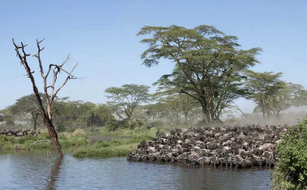 Best Time To Visit Tanzania For Safari