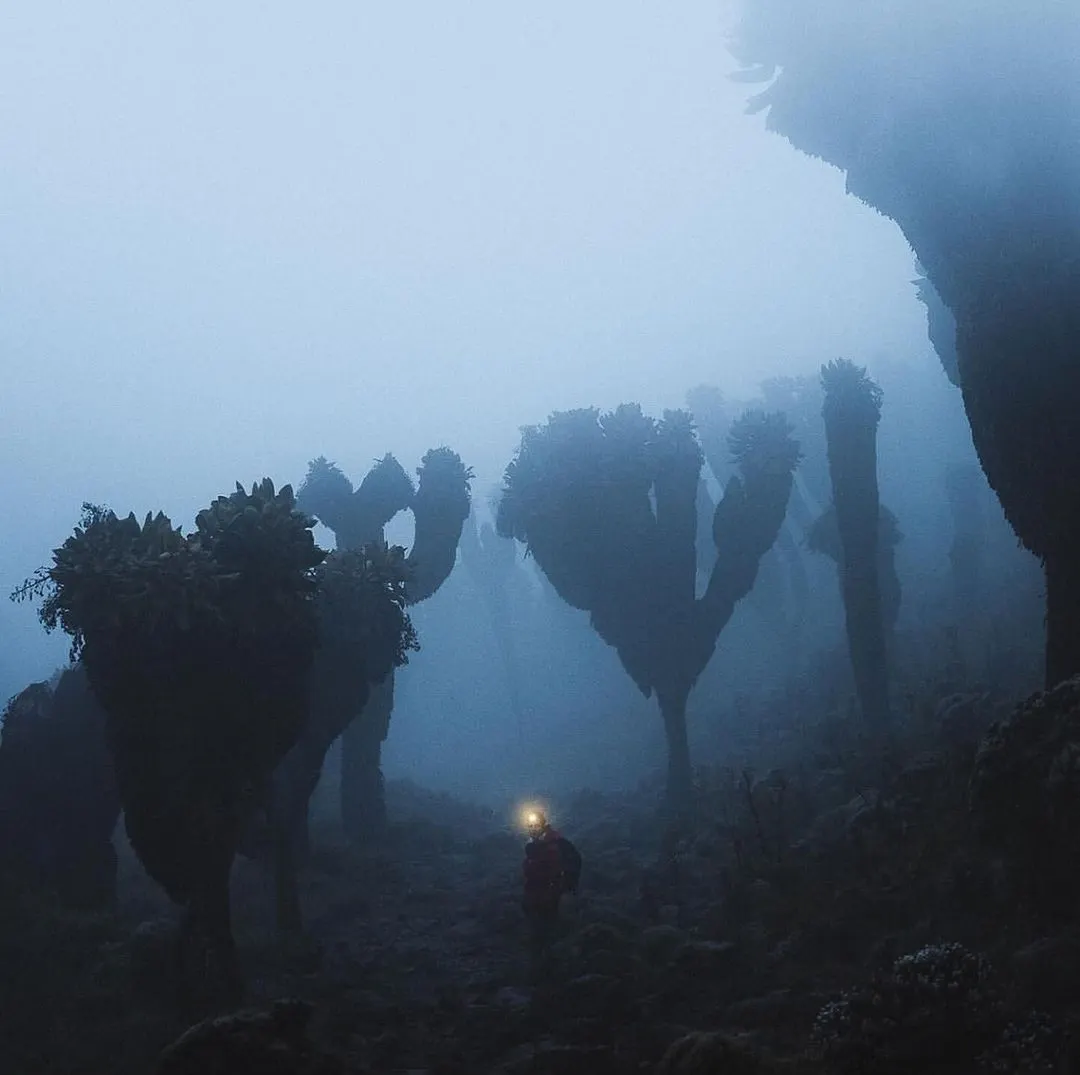 7 Days Mount Kilimanjaro Climbing – (Lemosho Route) With Duma Classic Tours