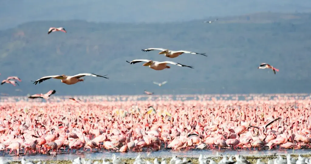 Lake Manyara National Park
