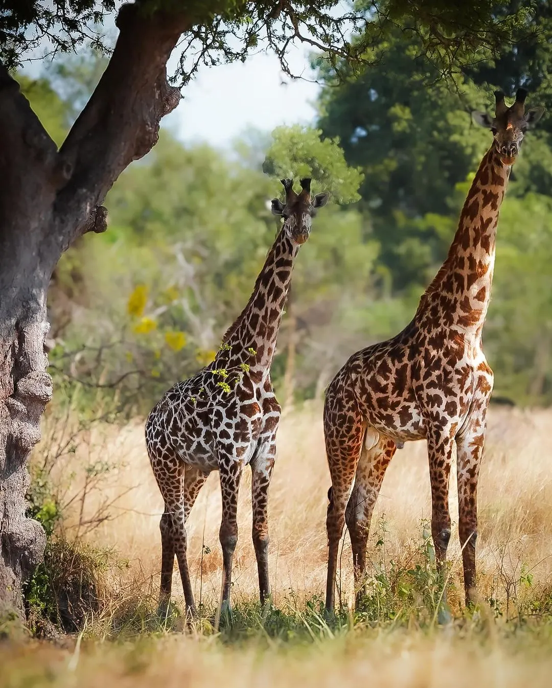 Mikumi National Park