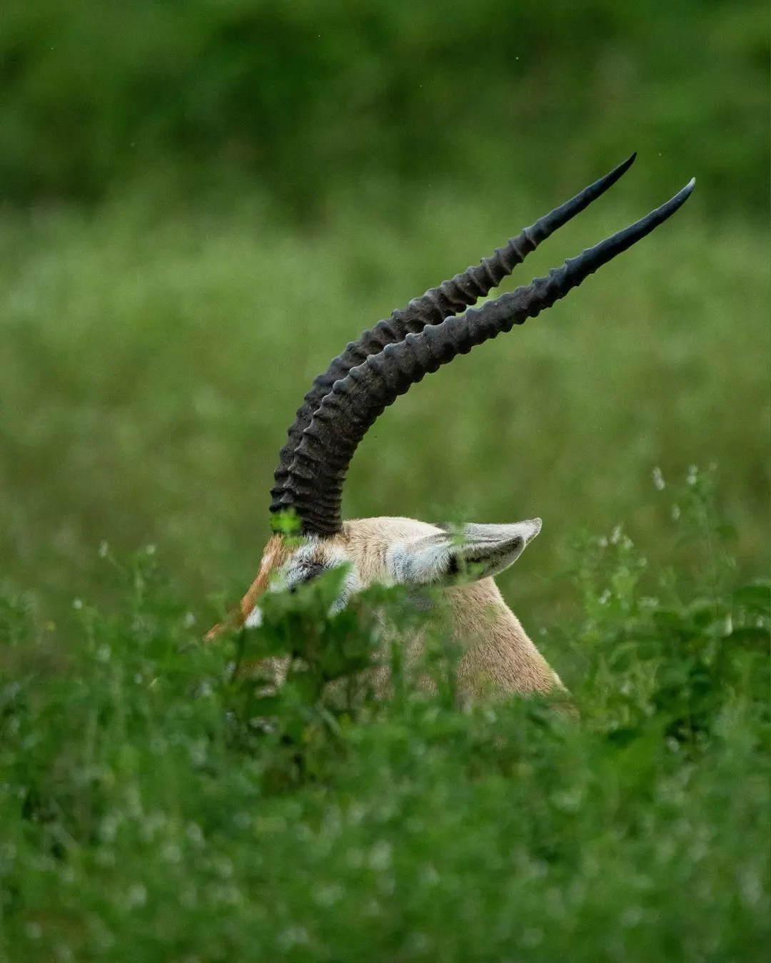 4 Days Serengeti, Ngorongoro Crater & Tarangire Safari By Duma Classic Tours