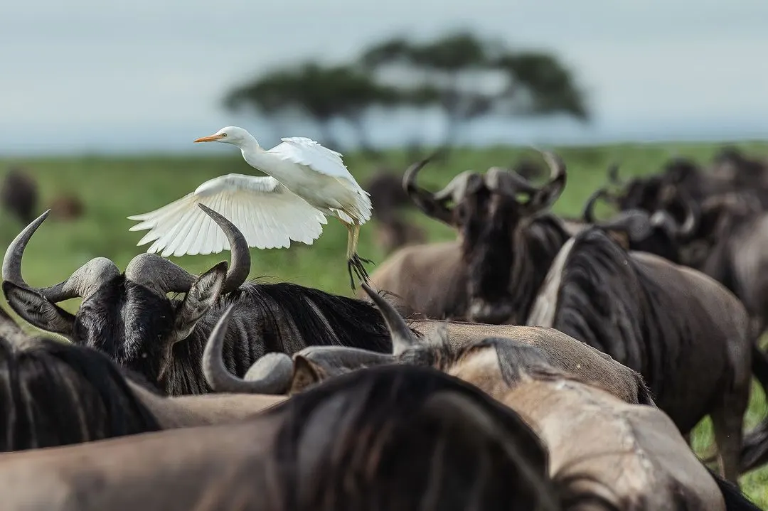 8 Days 7 Nights Tanzania Authentic Mid-Range Safari