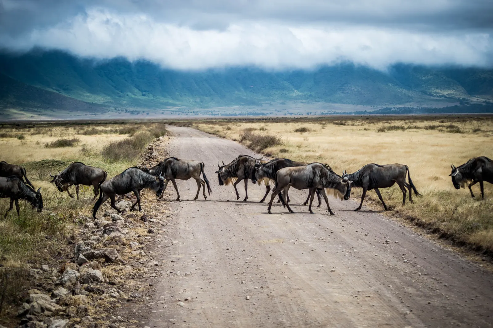 7 Days Great Migration Tanzania Luxury Safari