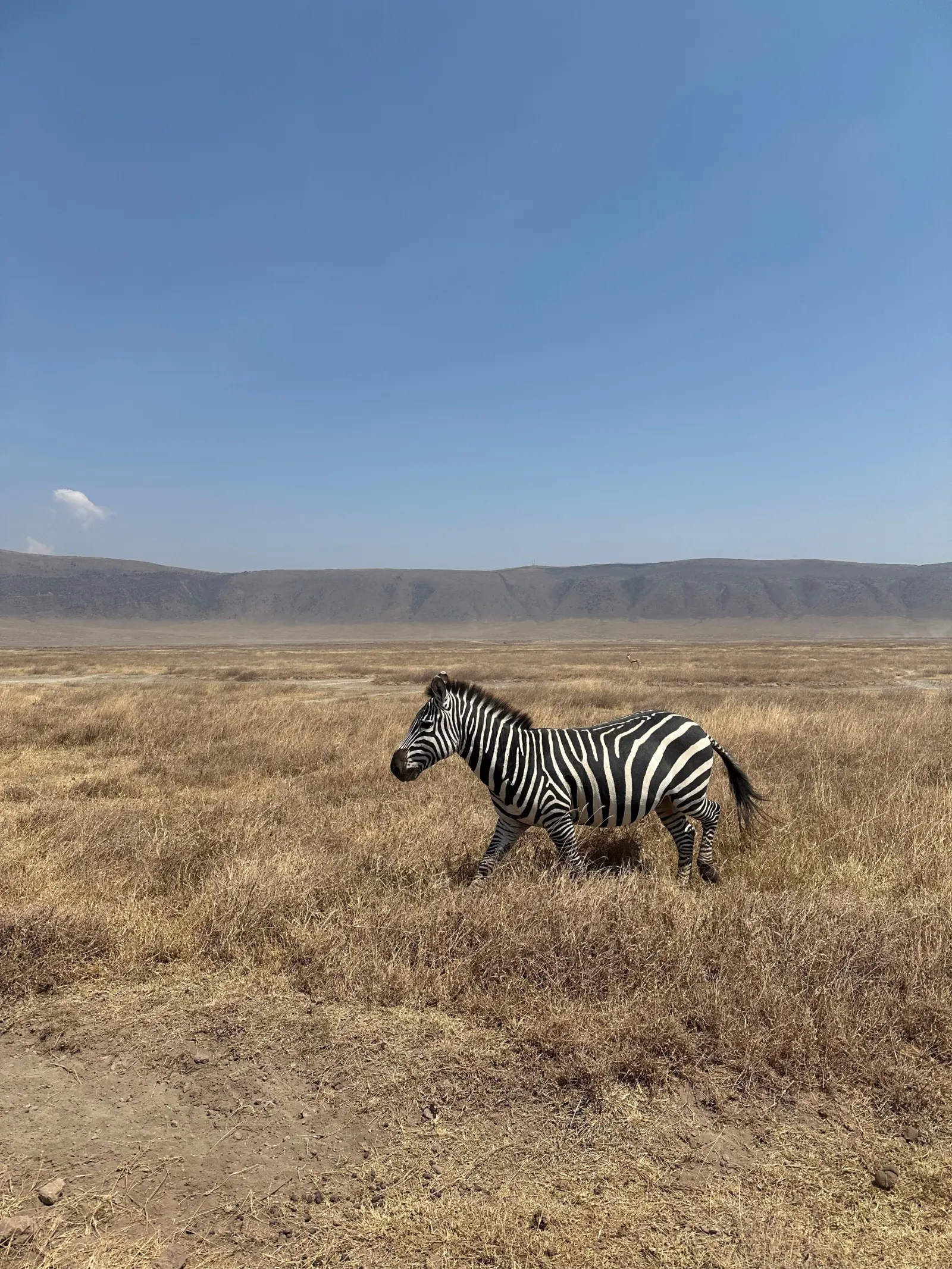 10 Days Tanzania Captivating Luxury Safari