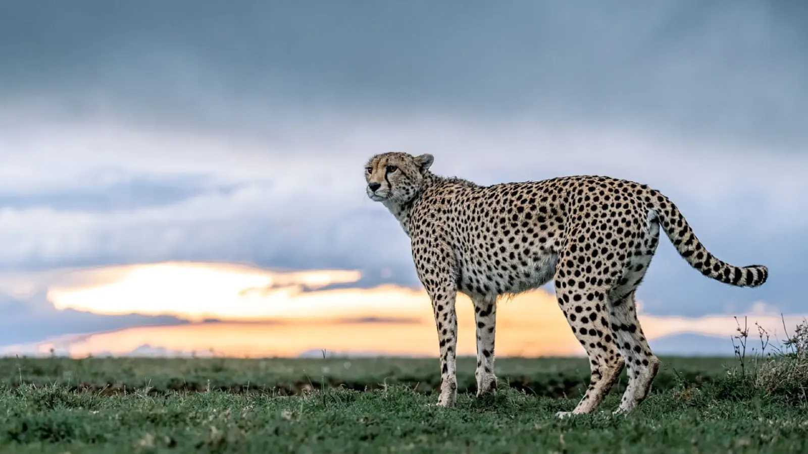 3 Days 2 Nights Serengeti Fly In Safari From Zanzibar