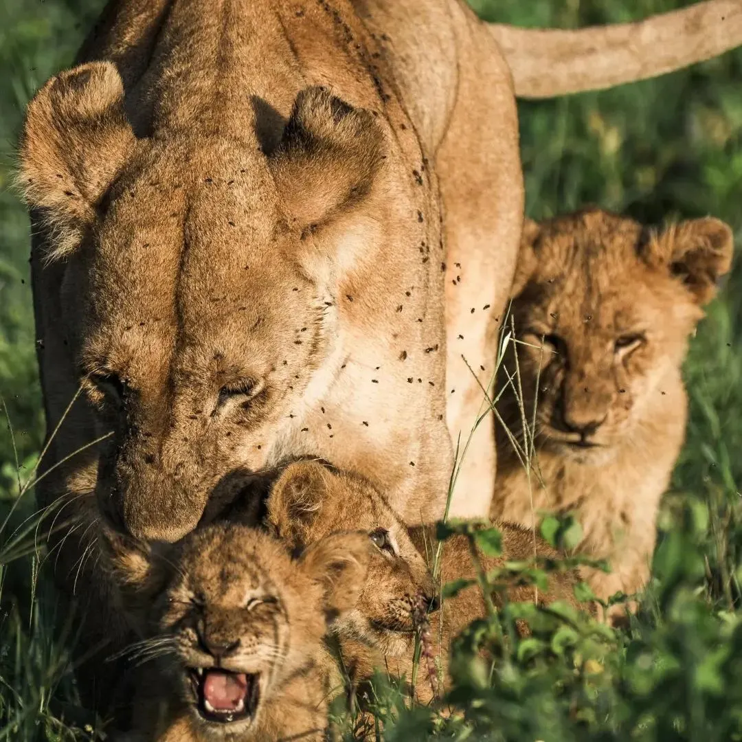 4 Days Serengeti Fly In Luxury Safari From Arusha