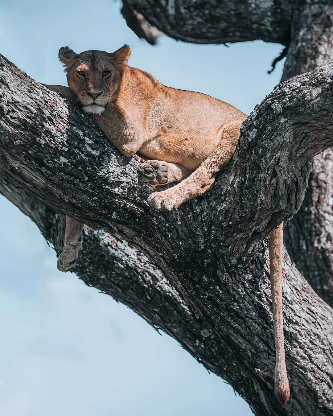 14-Days Luxury Tanzania Magnifiecent Honeymoon Safari & Zanzibar