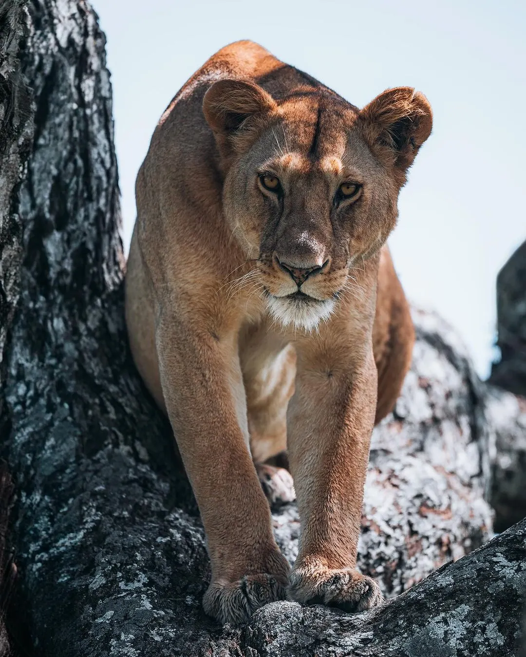 7 Days Honeymoon Delight –Serengeti National Park And Zanzibar