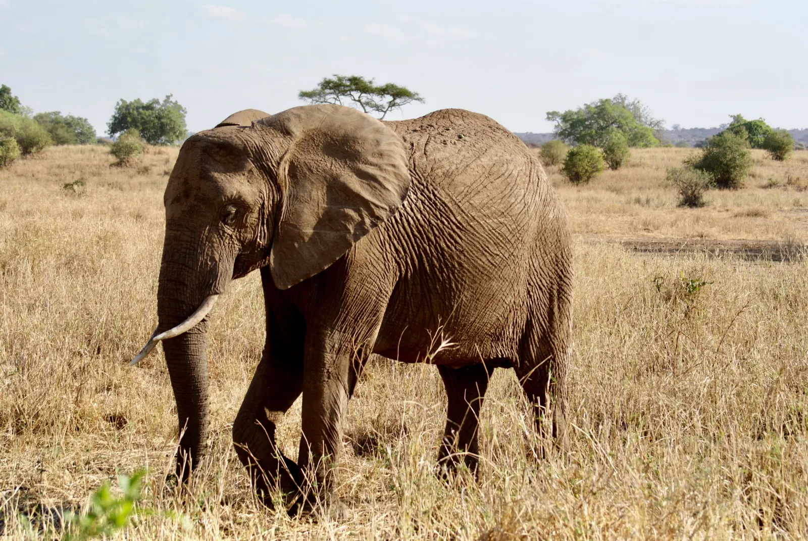 Tarangire National Park